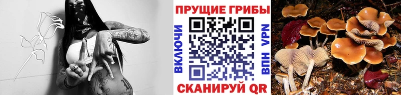 Псилоцибиновые грибы Psilocybine cubensis  Сыктывкар 